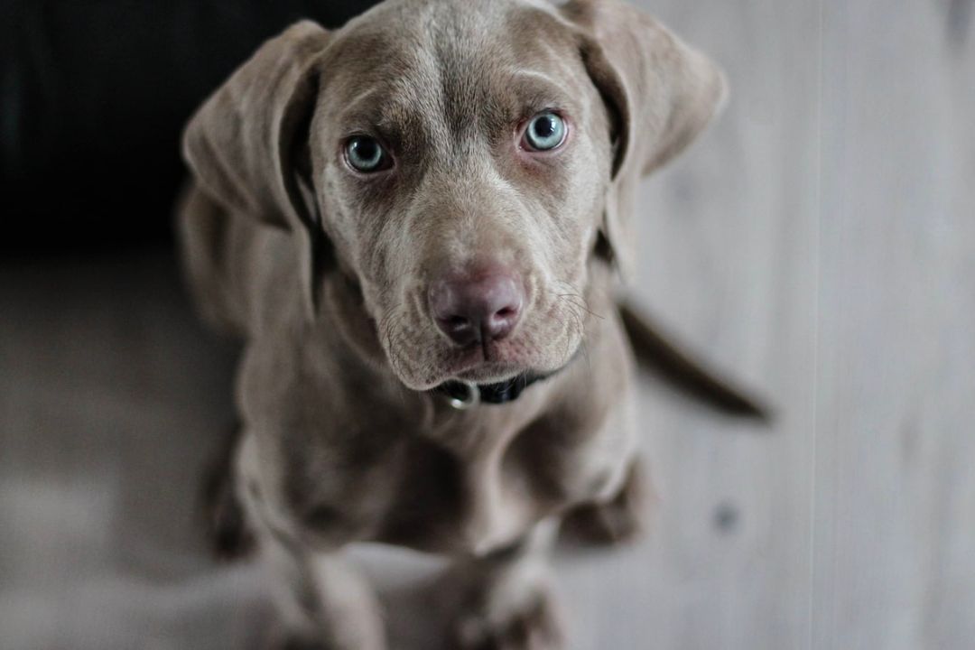 What Are the Pros and Cons of Almonds for Dogs? Pettable ESA Experts